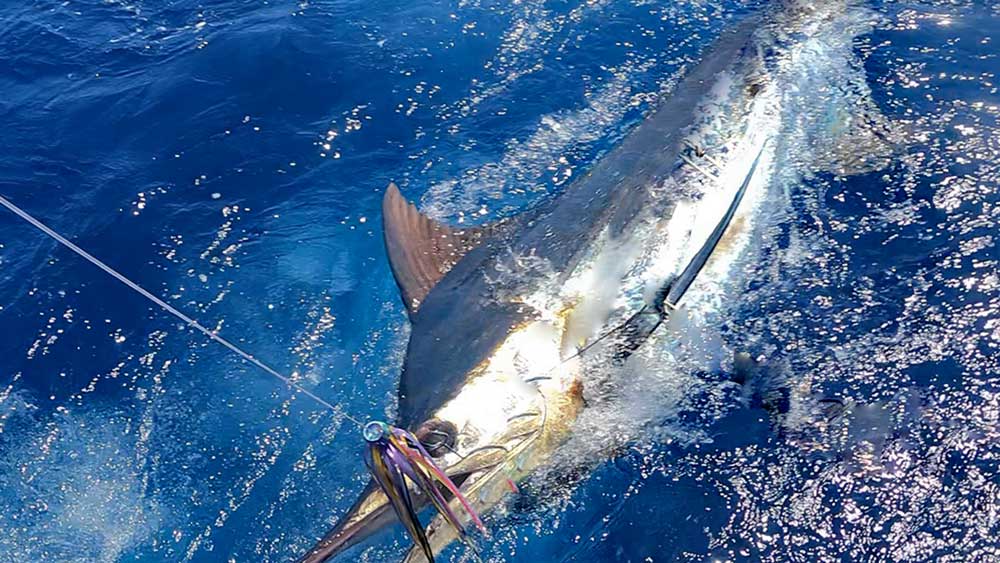 水面から顔を出した180kgのカジキ