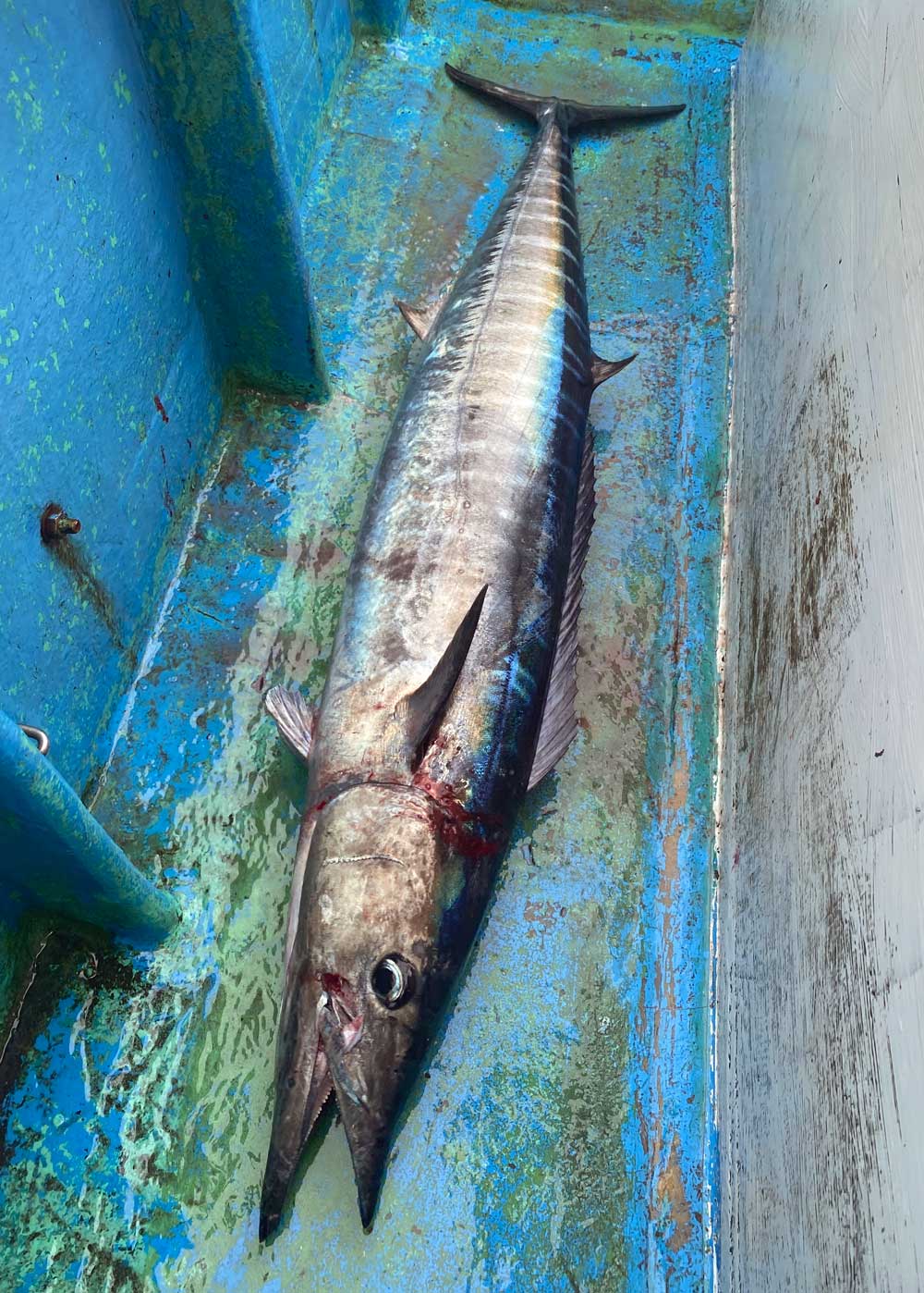 トローリングで釣り上げたカマスサワラ