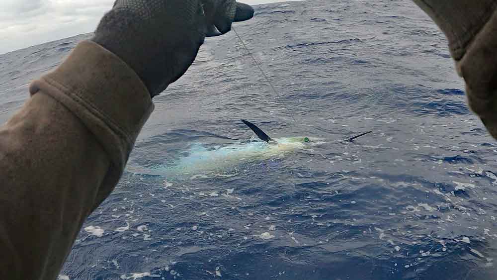 トローリングで水面からツノを出しているカジキ