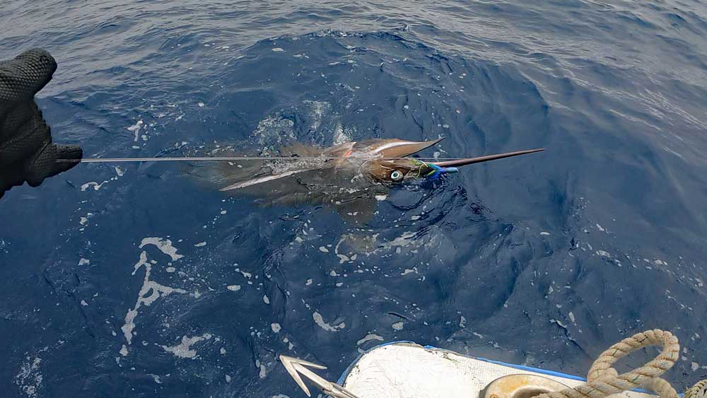 船尾に寄せ水面からツノを突き出したカジキ