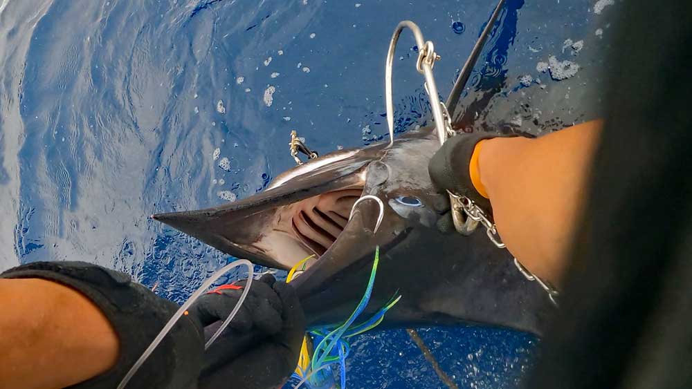 140kgのクロカジキにギャフをかける瞬間