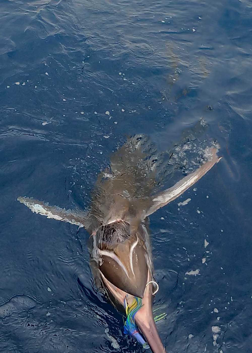 お腹を上に向けたカジキ