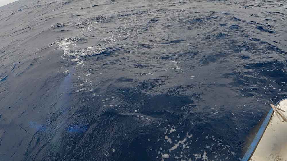 ブルーマーリンの水面下の魚影