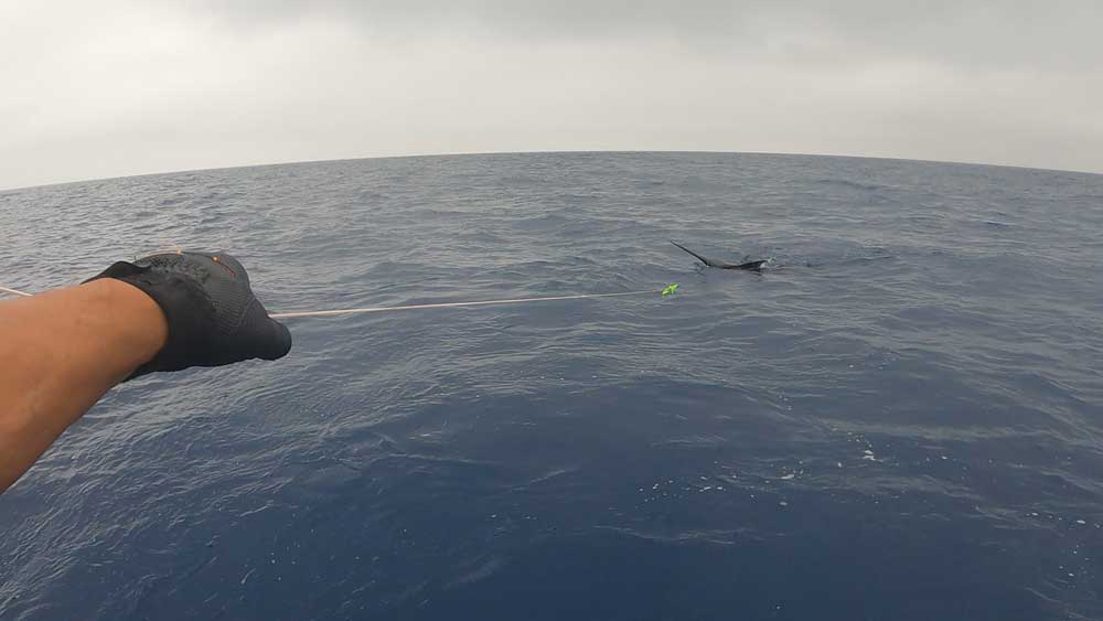 リーダーを手繰り水面に浮上したクロカジキ