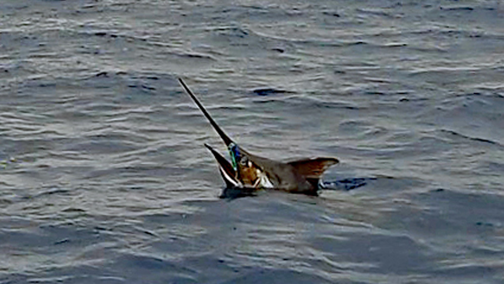 水面から頭を突き出したクロカジキ