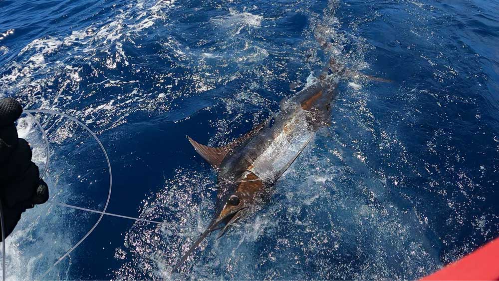 船尾に寄せ水面に浮いたカジキ