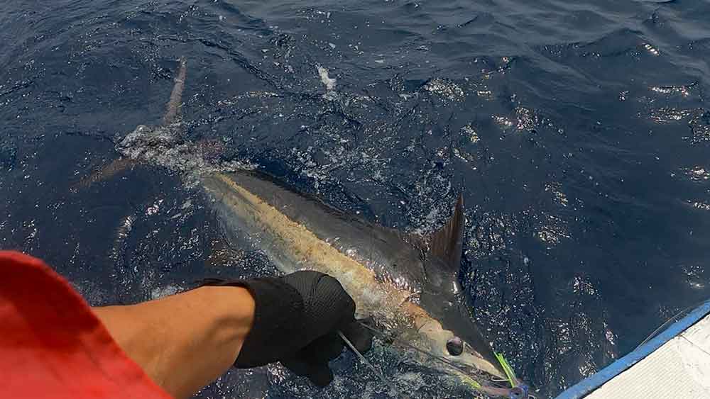 リーダーを手繰りカジキを引き寄せる鶴丸の船長