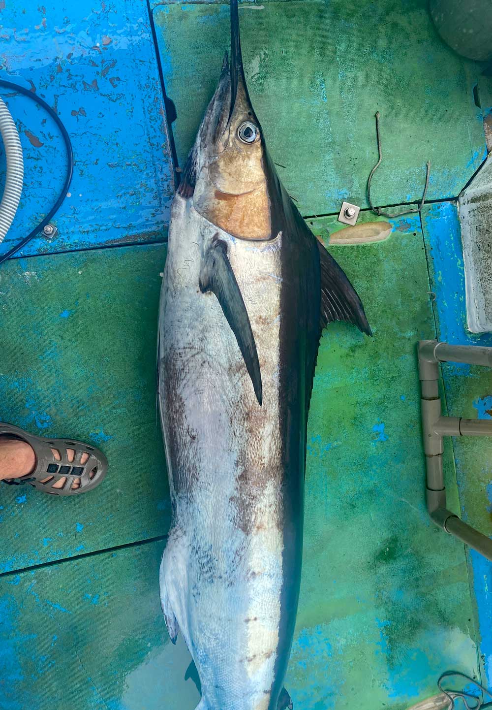 船に引き上げたクロカジキ