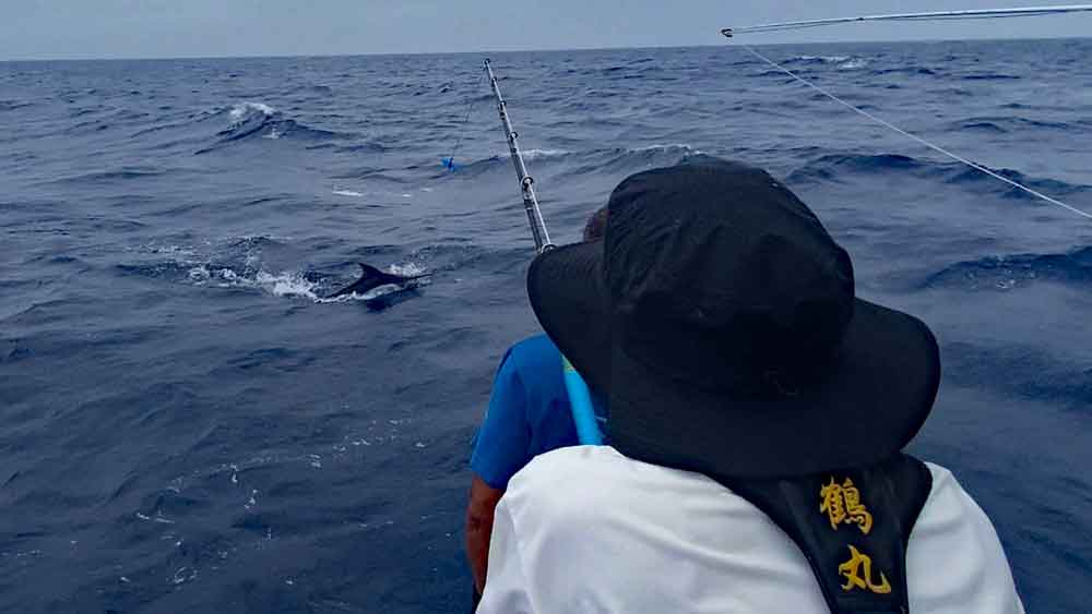 水面から上半身を出しあばれるカジキ