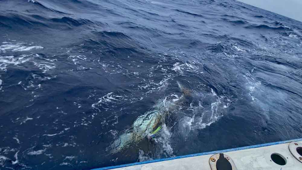 水面下のカジキの魚影