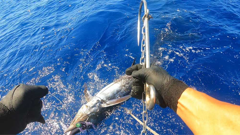 お腹を上に向けギャフを掛ける直前のカジキ