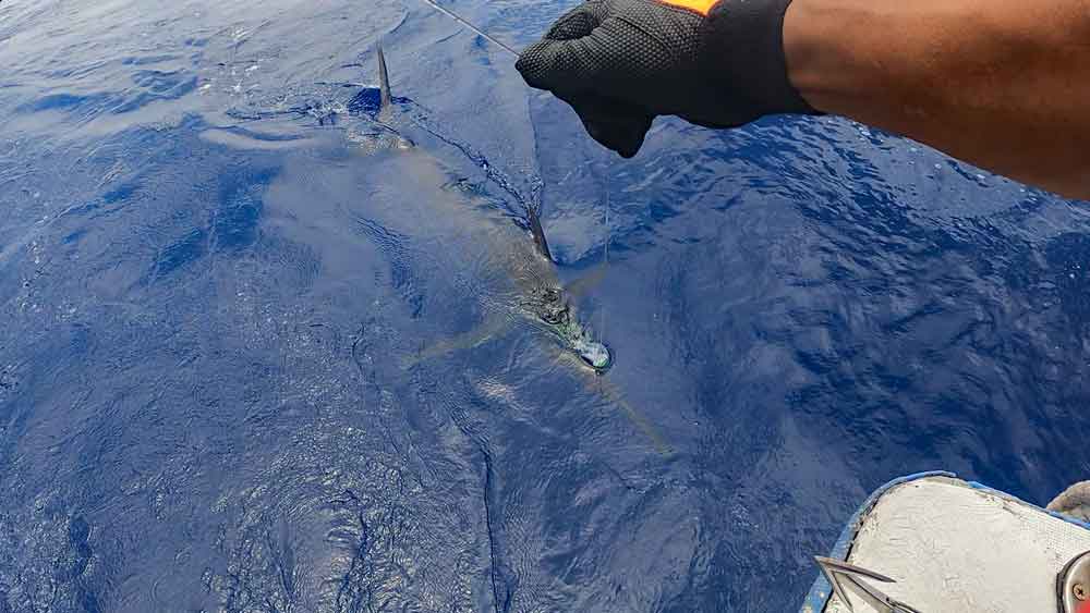 船尾水面下に見えたカジキの魚影