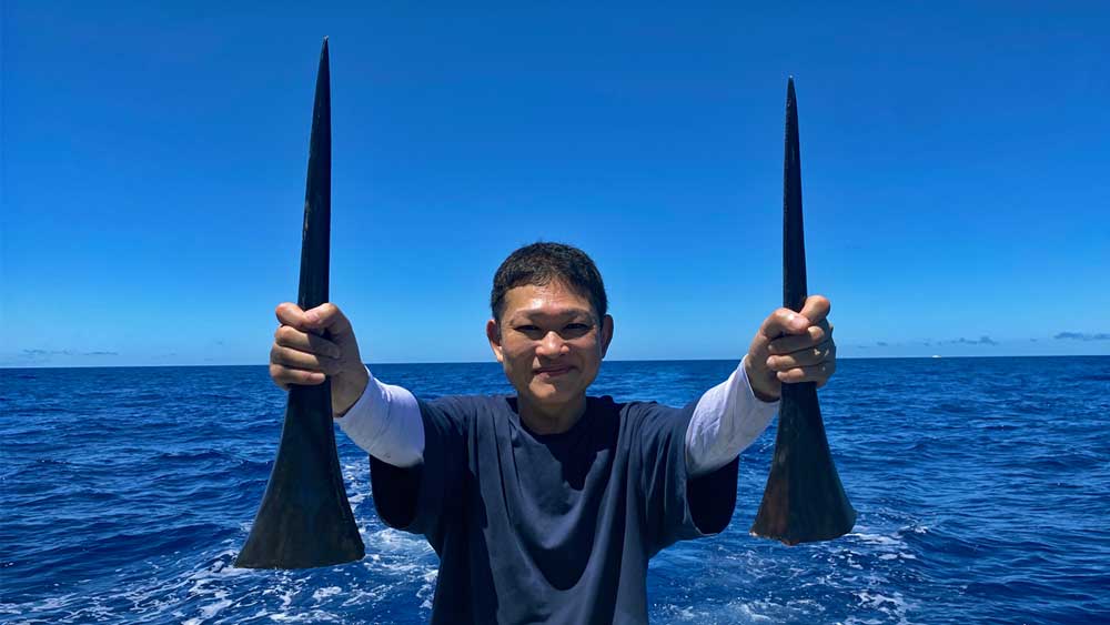 沖縄のトローリングで釣り上げた2匹のカジキのBILL(ツノ)