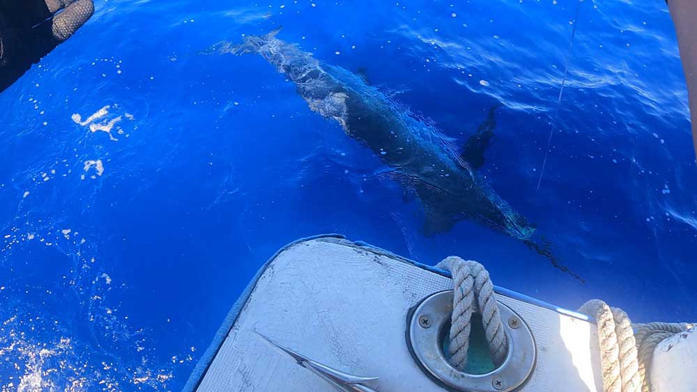 水面下に見えるカジキの魚影