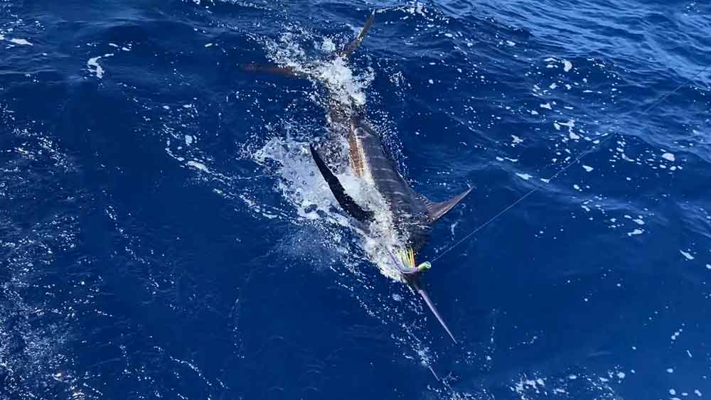 船尾に寄せ水面から浮き出たブルーマーリン