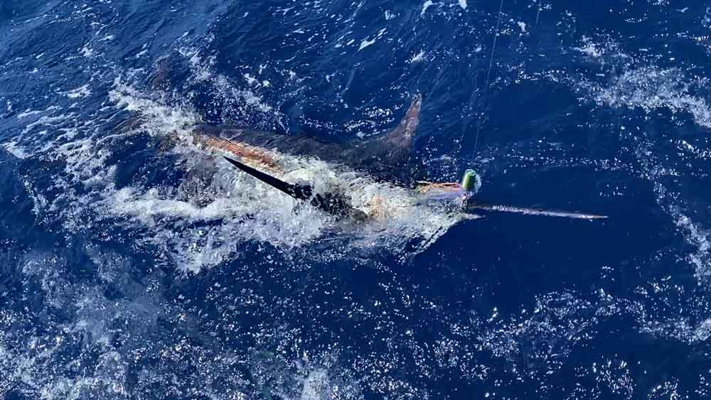 船尾に寄せ水面から浮き出たカジキ