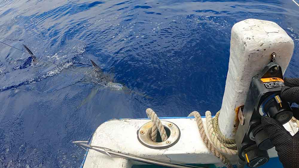 水面下のカジキとリモコンを操作する右手