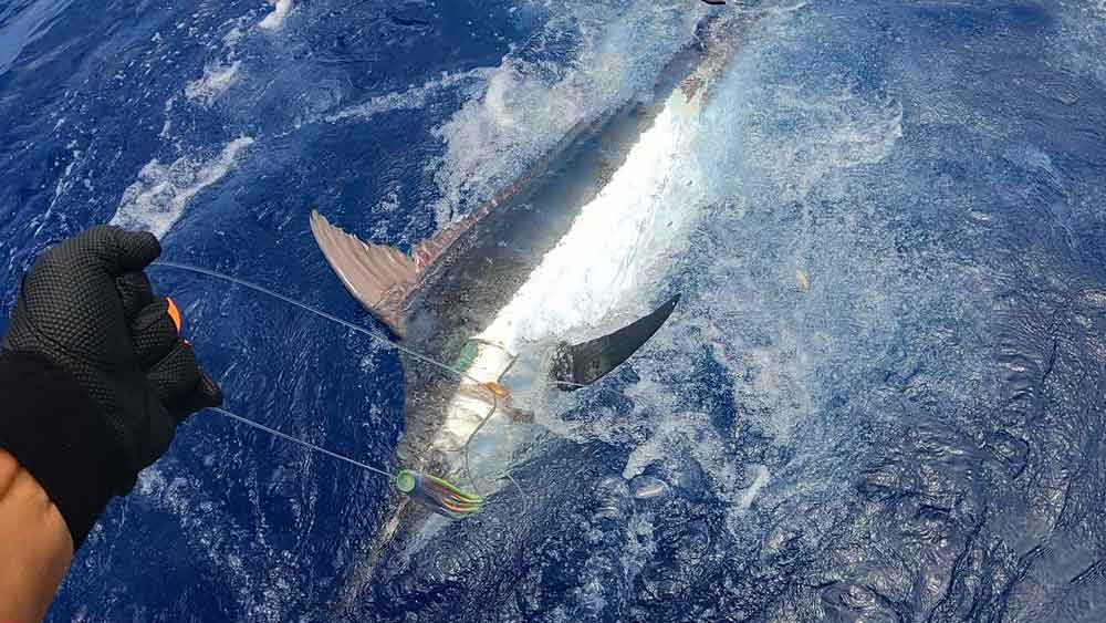 カジキを手繰り寄せる左手と水面に浮いたカジキ
