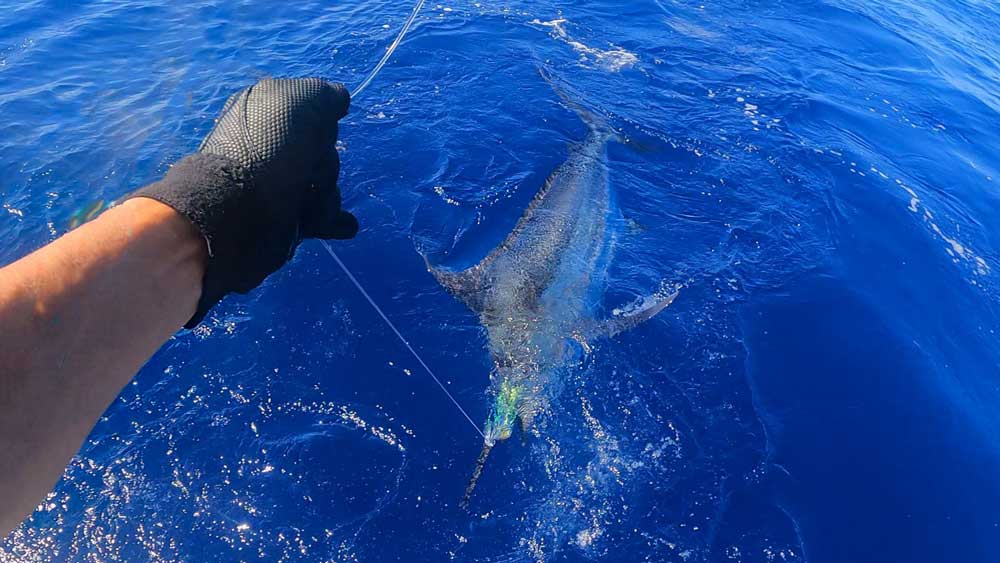 船尾に寄せたカジキとリーダーを手繰る鶴巻船長の左手