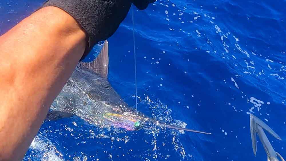 左手の下に見えるカジキの魚影
