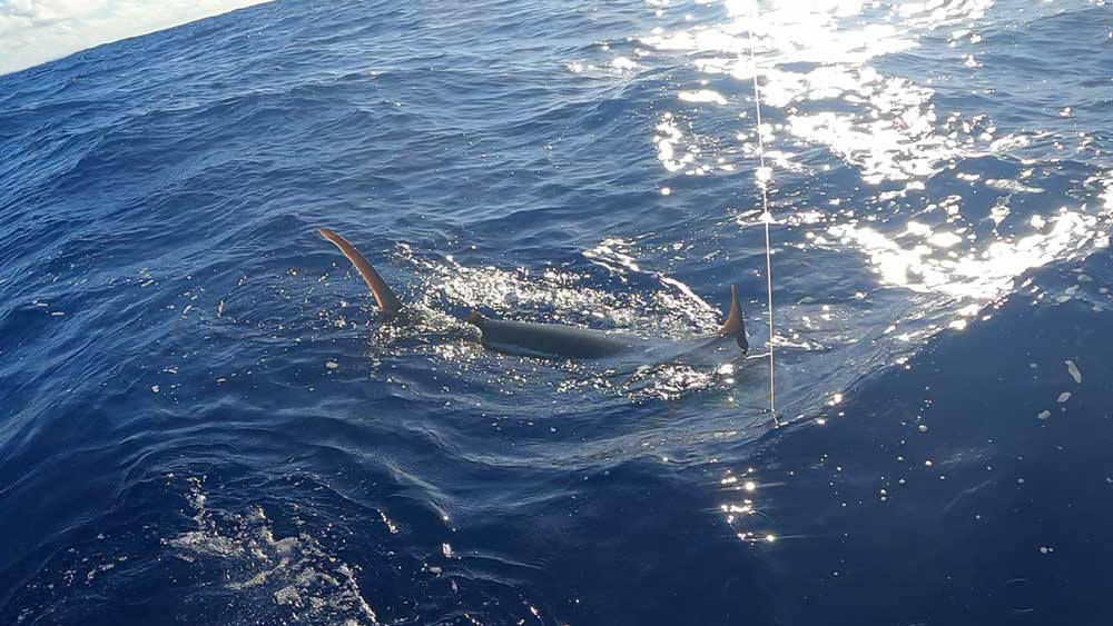 船尾ｍ、水面に浮上したカジキ