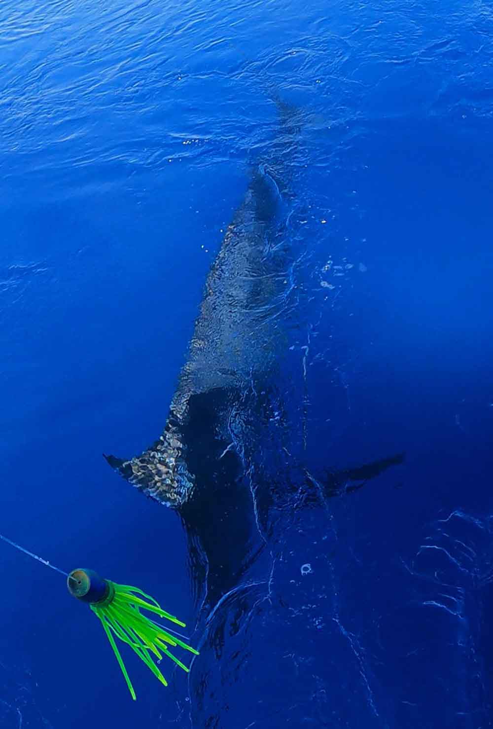 船尾の水面下に見えるカジキの魚影と緑色のルアー