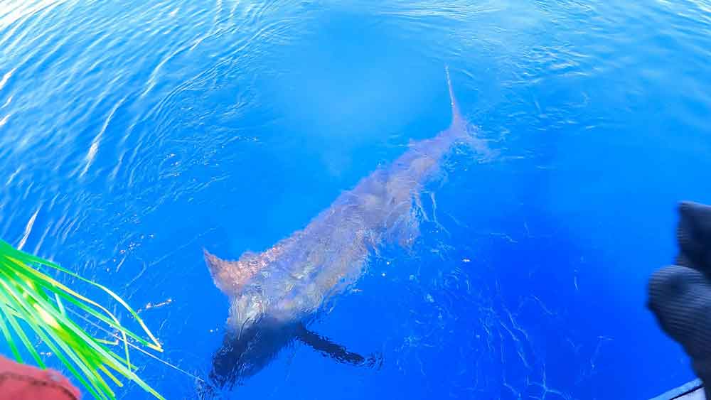 水面下のクロカジキの魚影