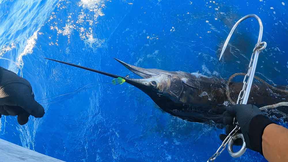 バショウカジキにギャフを掛ける瞬間