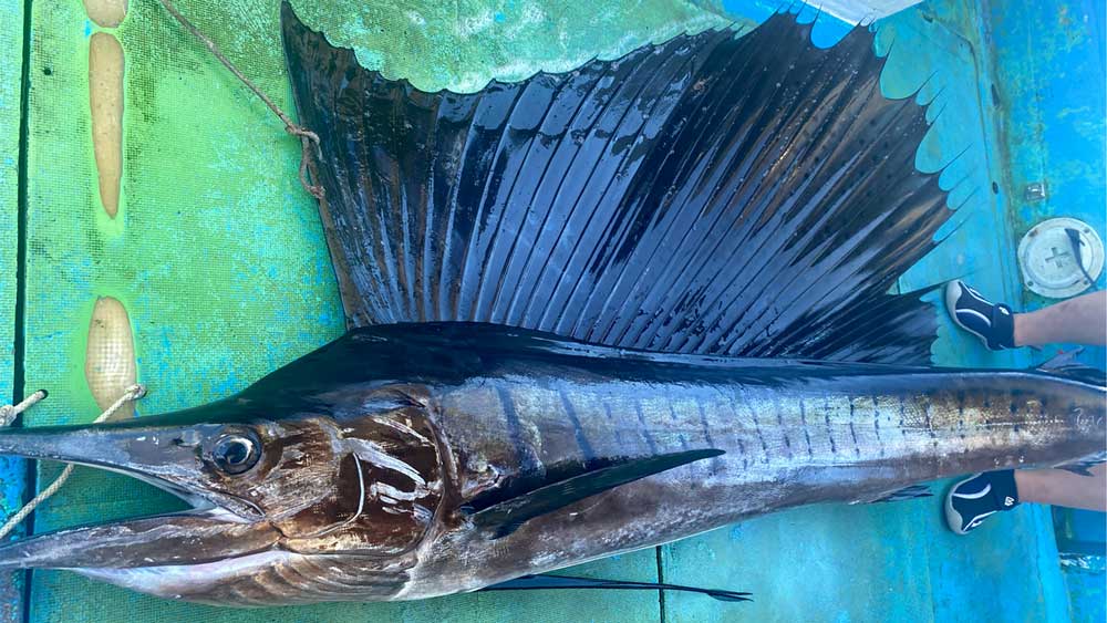 釣り上げたバショウカジキの右に小学校4年生の足