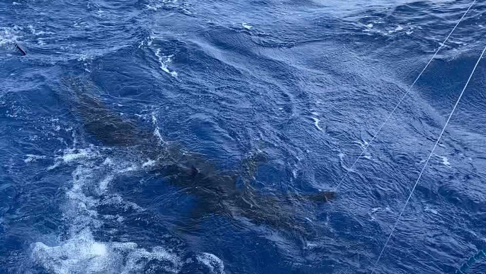 水面下のカジキ