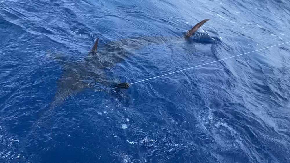 船尾に寄せ水面から背びれを出したカジキ